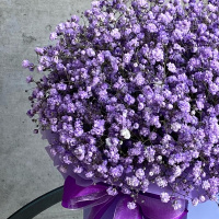 Букет_Фиолетовые гипсофилы в коробке Букет_Фиолетовые гипсофилы в коробке