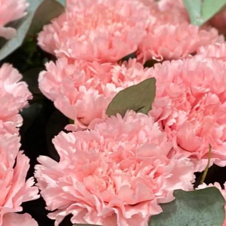 Букет_25 розовых гвоздик и эвкалипта