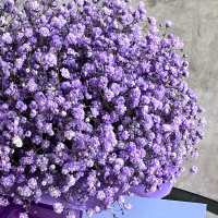 Букет_Фиолетовые гипсофилы в коробке Букет_Фиолетовые гипсофилы в коробке