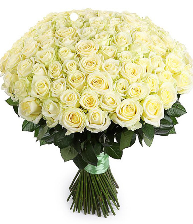 101 белых роз в сетке 50 см