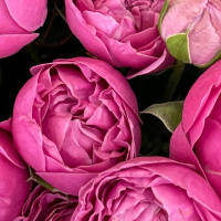 Букет_Пионовидные кустовые розы Misty Bubbles 7 штук
