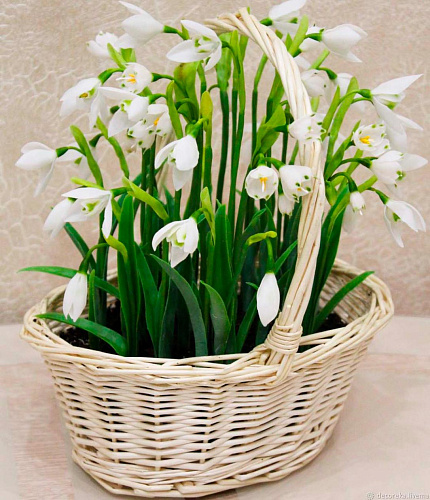 Галантус Галантус