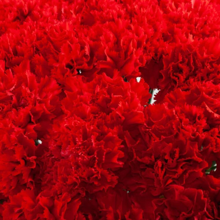 Букет_51 красной гвоздики